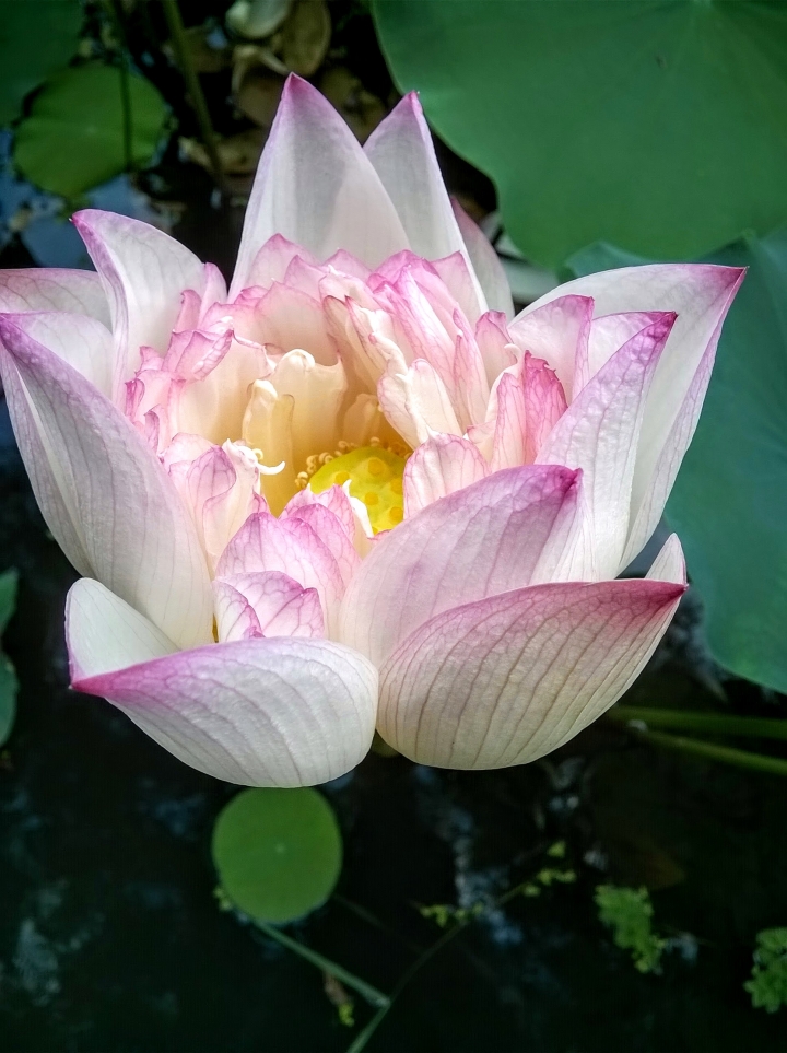 台南市藝術轉角 蓮花5月14號