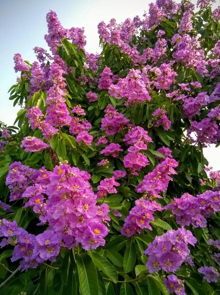 台南市歸仁區公所 大花紫薇5月19號