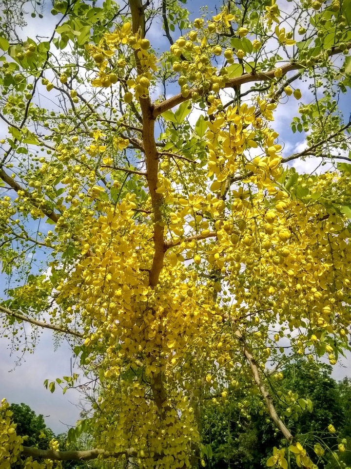 歸仁高鐵站  阿勃勒,鳳凰木,蓮花,花旗木5月8號