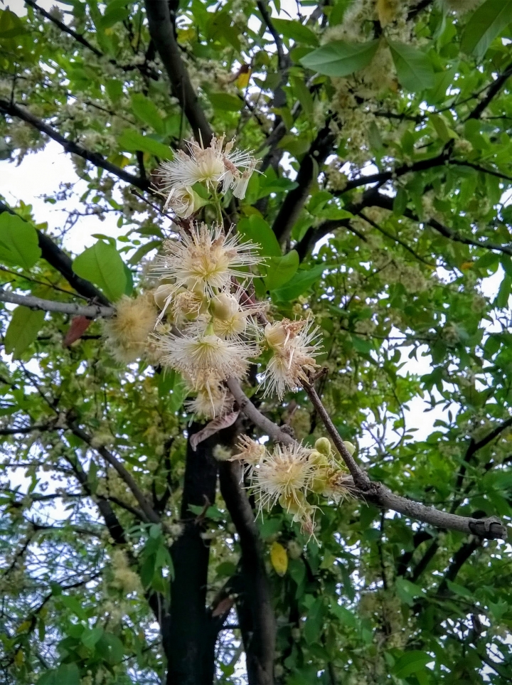 歸仁運動公園 蓮霧花5月11號