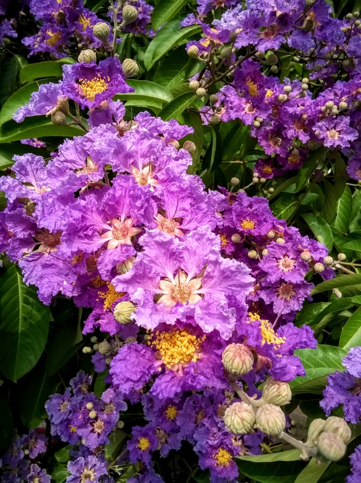 台南市歸仁區公所 大花紫薇5月19號