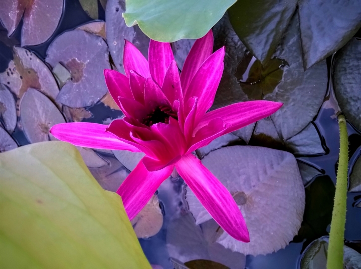 歸仁高鐵站  阿勃勒,鳳凰木,蓮花,花旗木5月8號