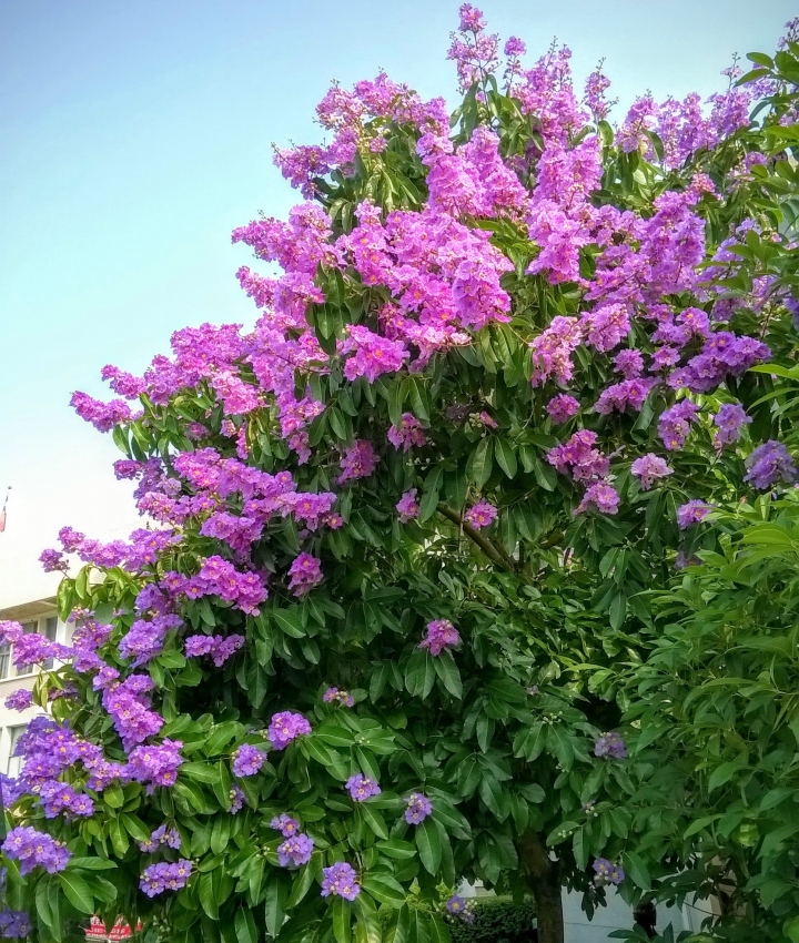 台南市歸仁區公所 大花紫薇5月19號