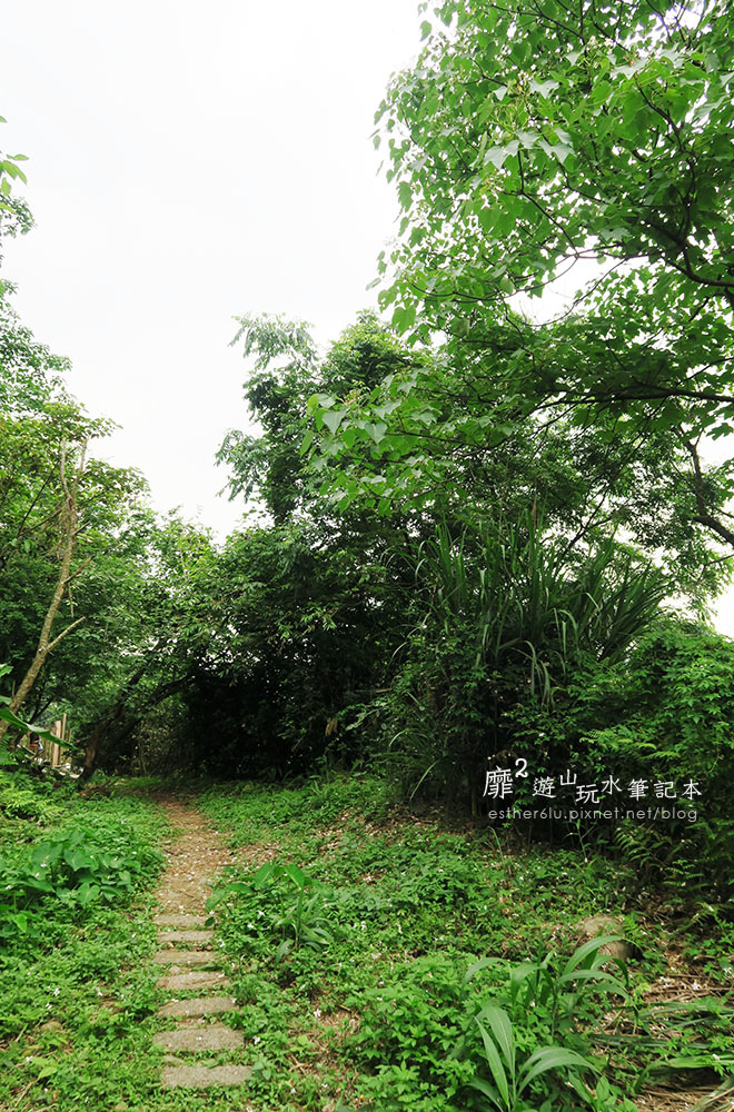 桃園大溪賞花一日遊~廣豐公園藍花楹百合 十一指古道油桐花 玫瑰山谷 湳溝客家麵  小玲冰果室