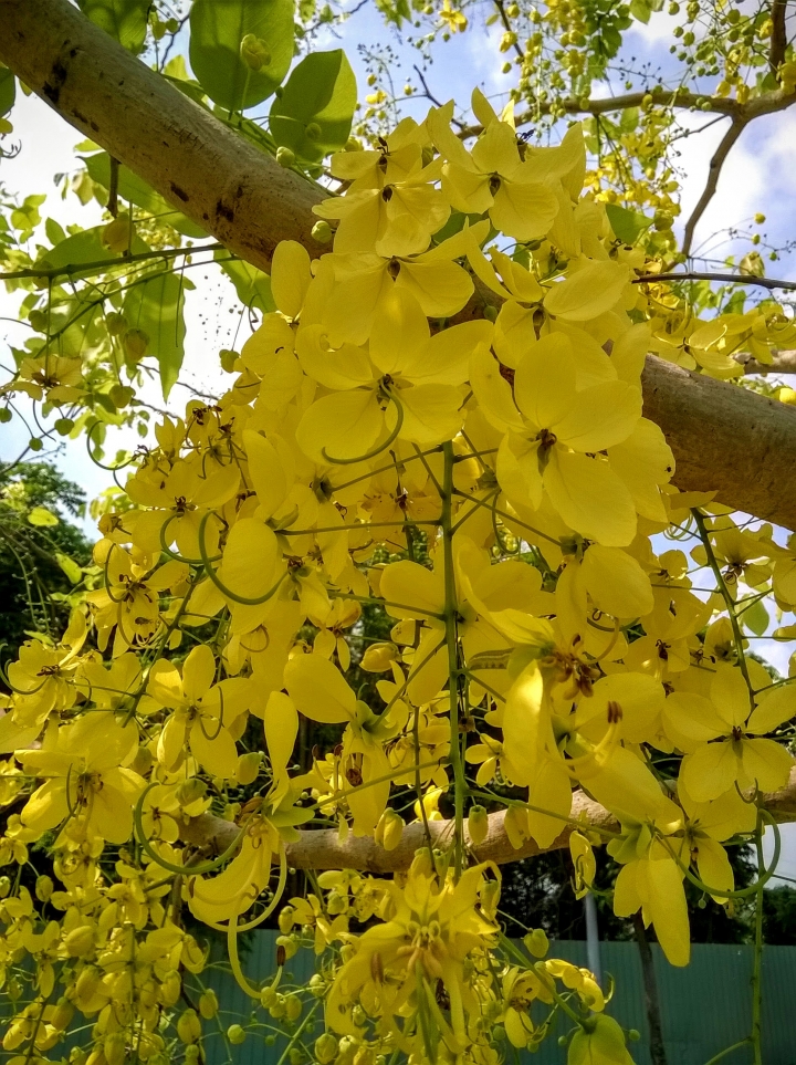 歸仁高鐵站  阿勃勒,鳳凰木,蓮花,花旗木5月8號