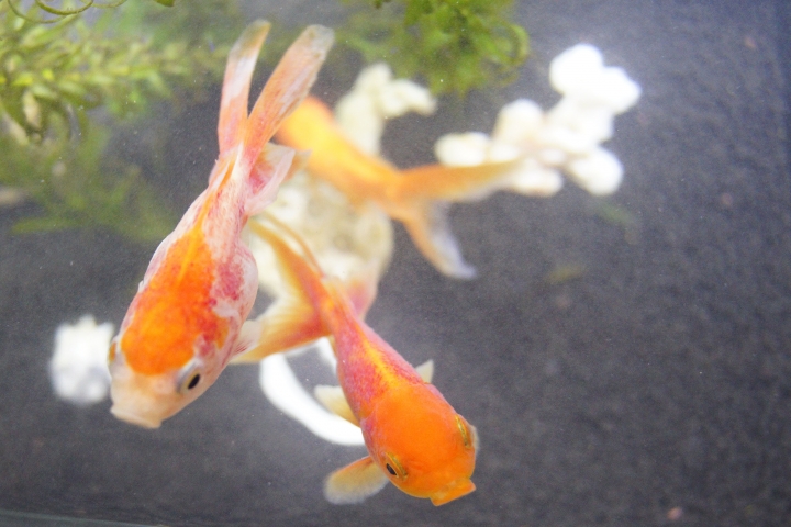 金魚生病了?!