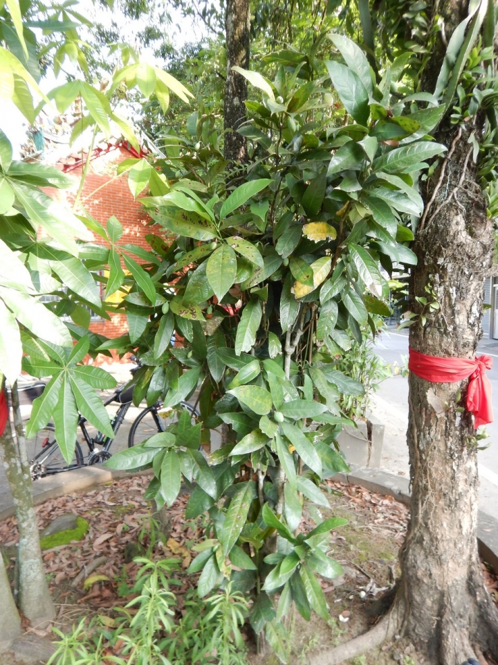 請教植物名