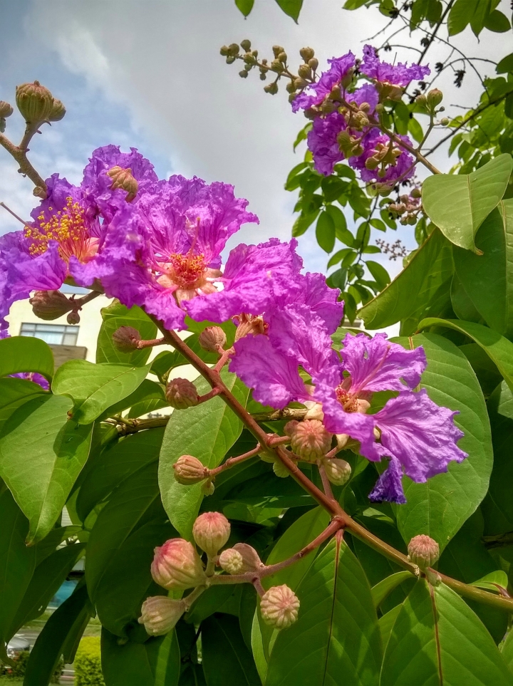 台南市東區裕和路 大花紫薇5月15號