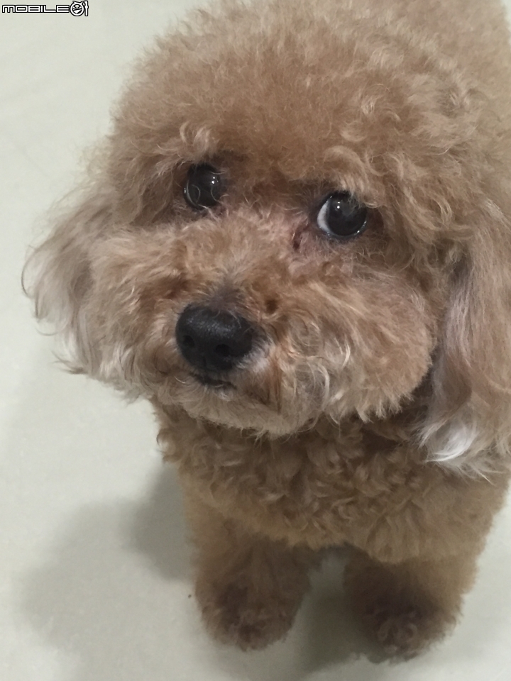 愛吃的狗狗