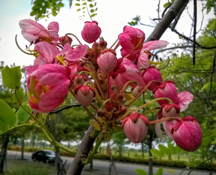 歸仁高鐵站  阿勃勒,鳳凰木,蓮花,花旗木5月8號