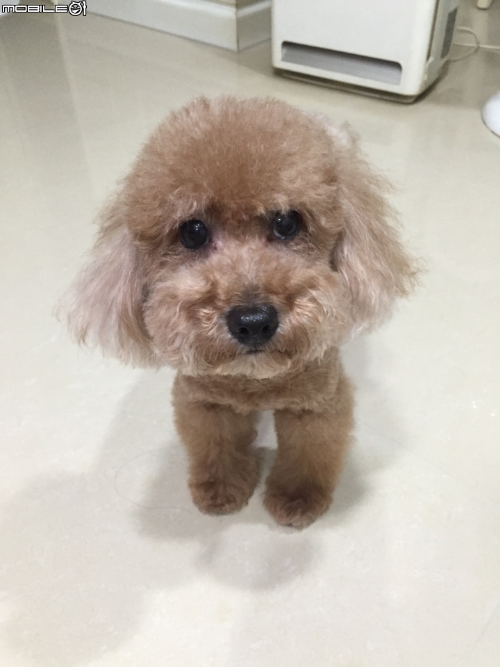 愛吃的狗狗