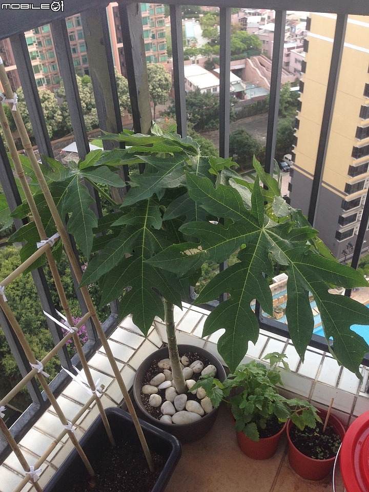 請問我的木瓜生病嗎?