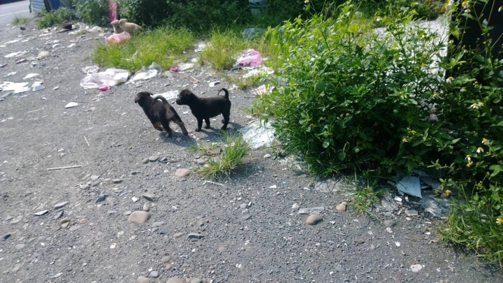 小狗領養