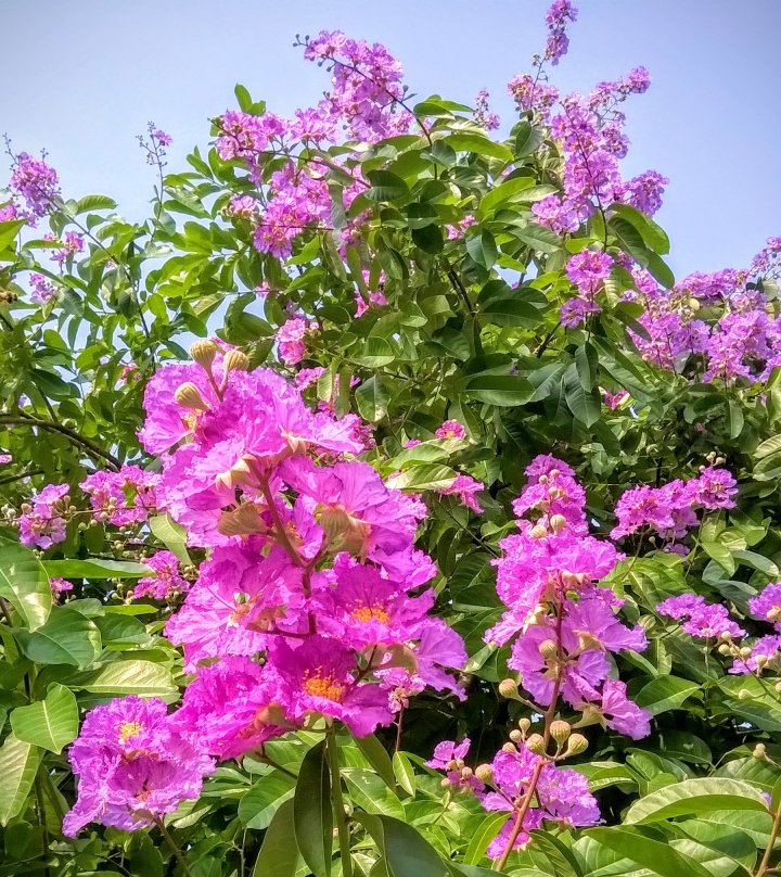 台南市歸仁區公所 大花紫薇5月19號