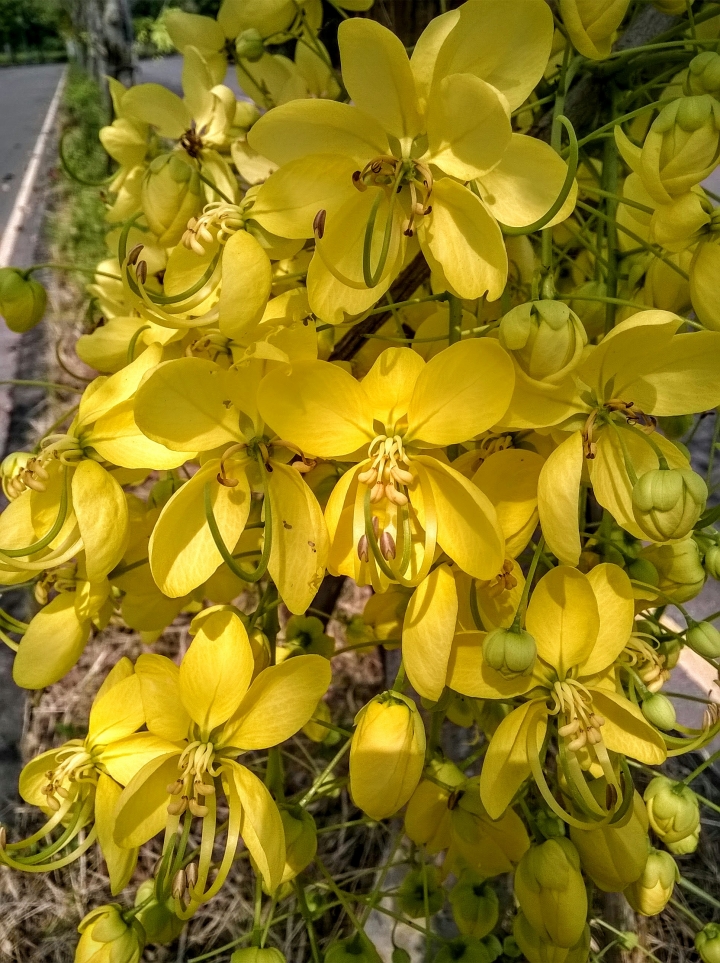 歸仁高鐵站  阿勃勒,鳳凰木,蓮花,花旗木5月8號