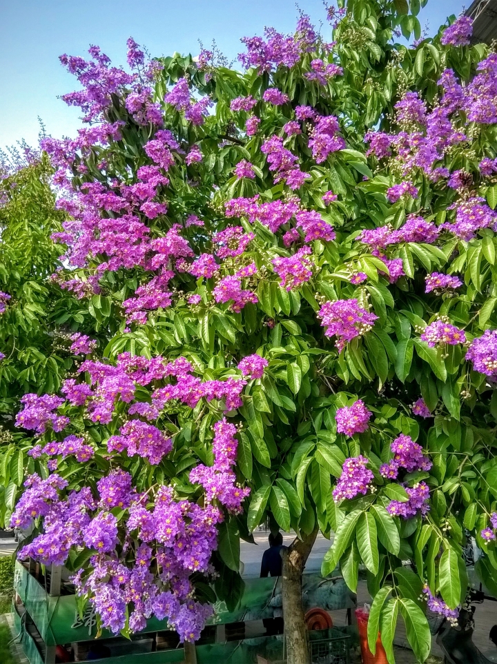 台南市歸仁區公所 大花紫薇5月19號