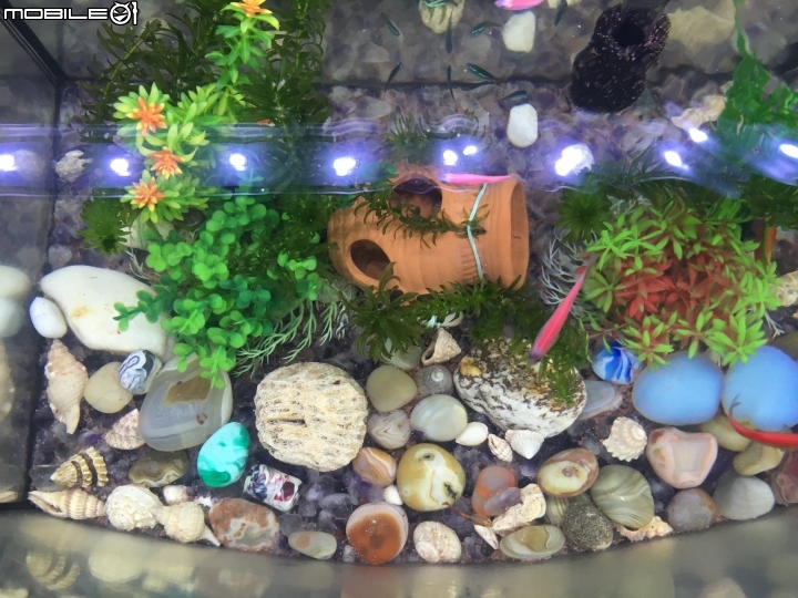 [求救]我爸的魚缸一直養不活