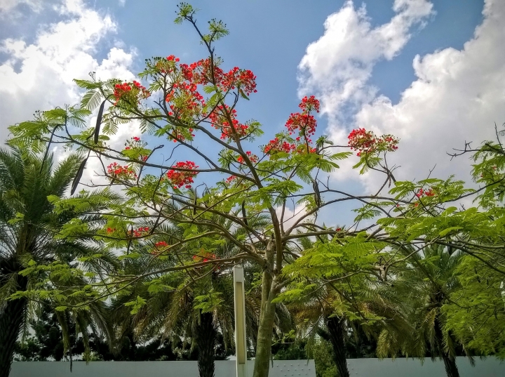 歸仁高鐵站  阿勃勒,鳳凰木,蓮花,花旗木5月8號