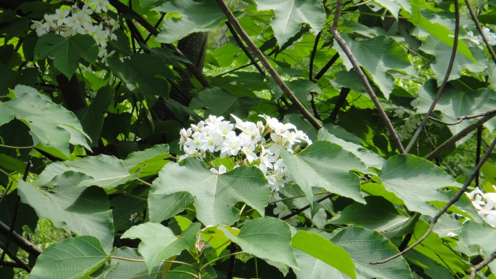 2016-05-02白花花的黃梔花與挑水古道的油桐花