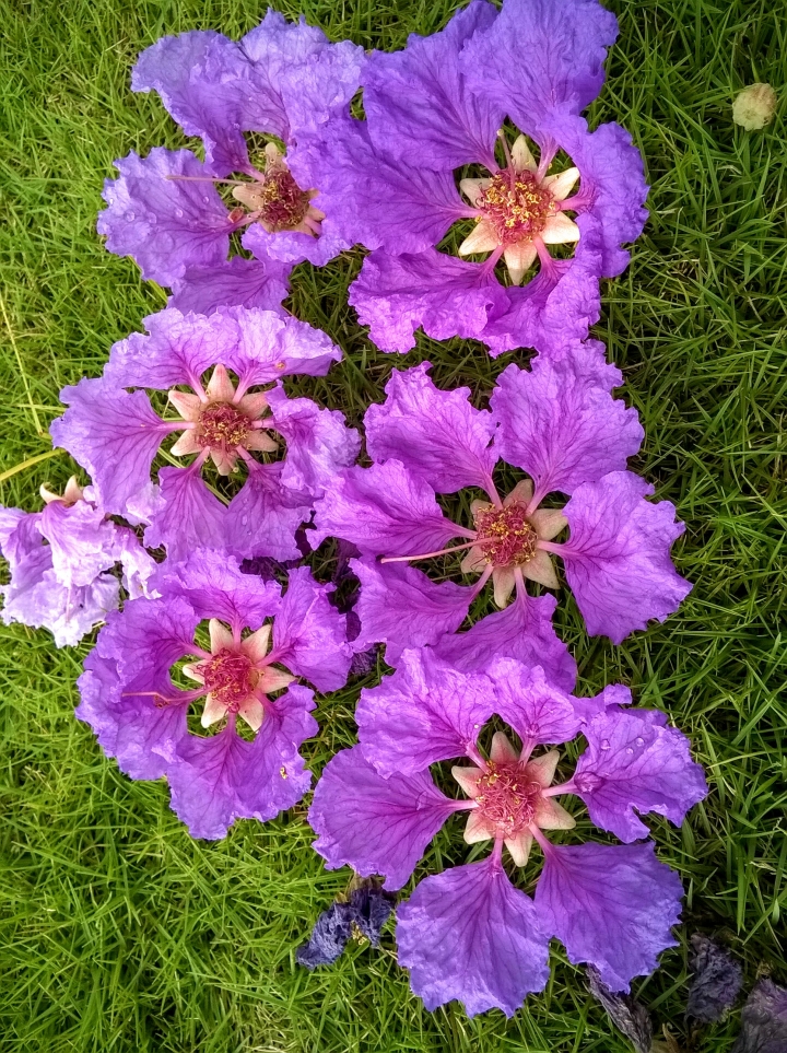 台南市東區裕和路 大花紫薇5月15號