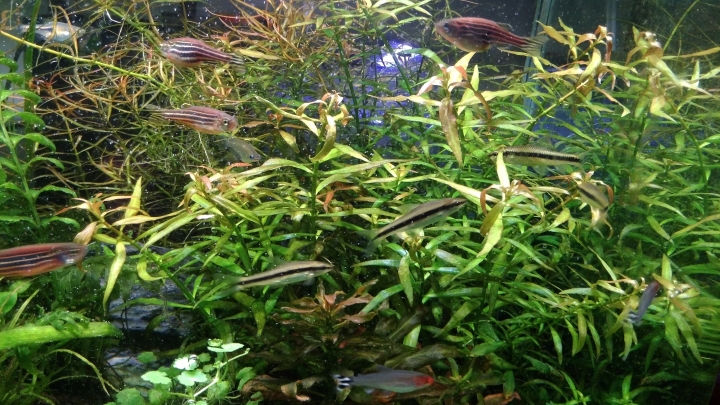 請問一下這是什麼水草?