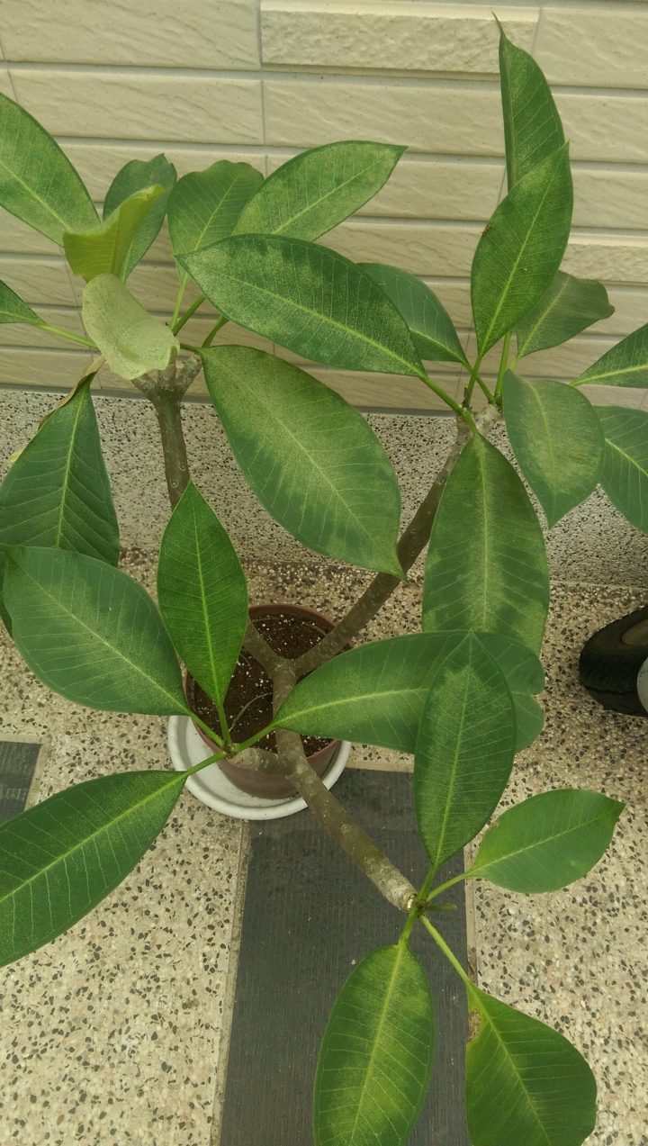 請問雞蛋花的病