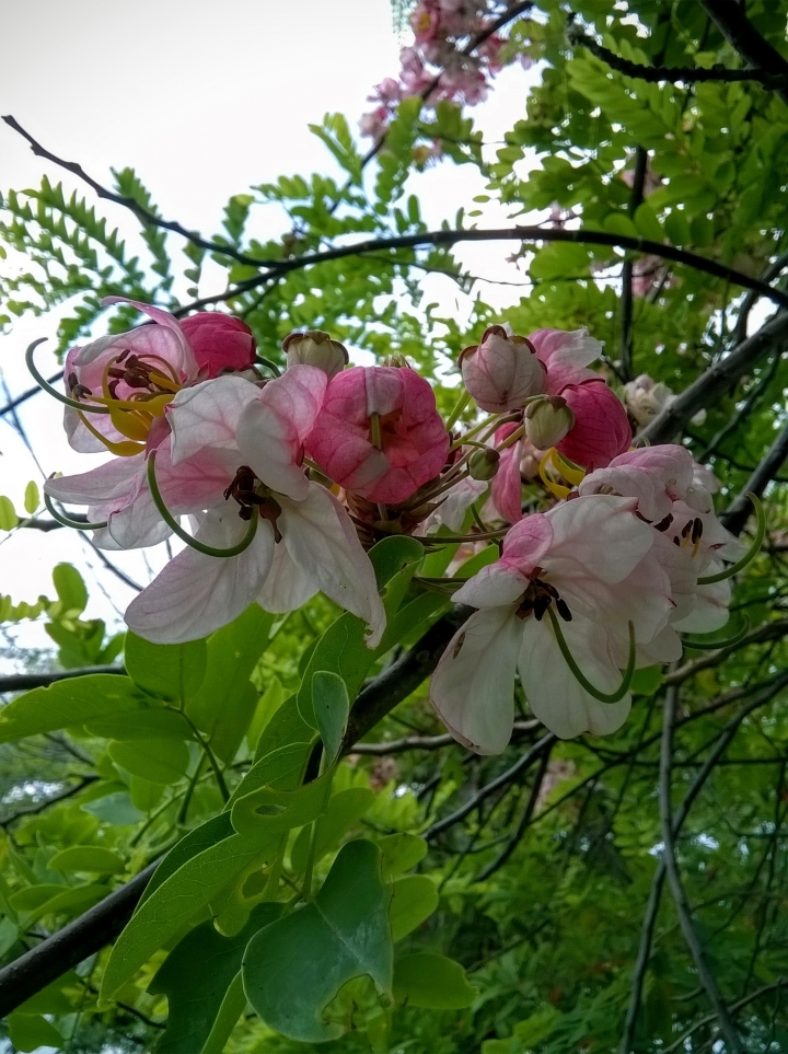 歸仁高鐵站  阿勃勒,鳳凰木,蓮花,花旗木5月8號