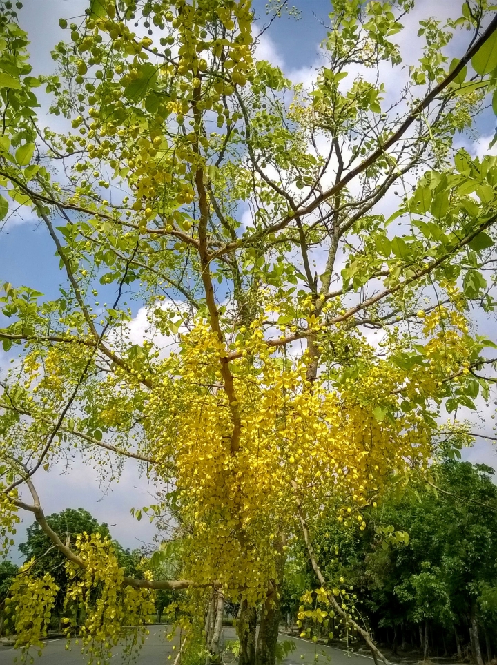 歸仁高鐵站  阿勃勒,鳳凰木,蓮花,花旗木5月8號
