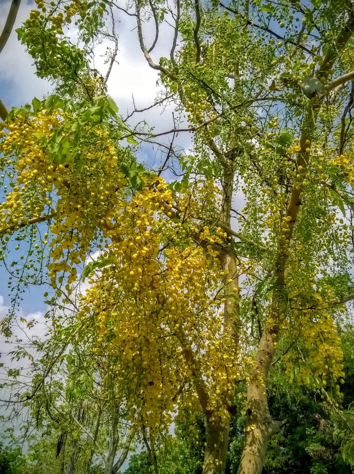 歸仁高鐵站  阿勃勒,鳳凰木,蓮花,花旗木5月8號