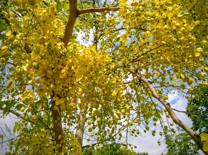 歸仁高鐵站  阿勃勒,鳳凰木,蓮花,花旗木5月8號
