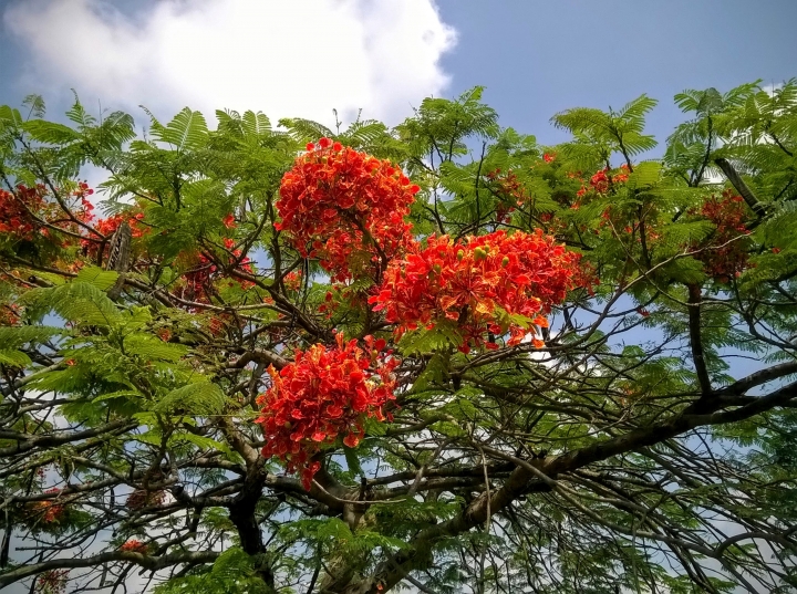 歸仁高鐵站  阿勃勒,鳳凰木,蓮花,花旗木5月8號