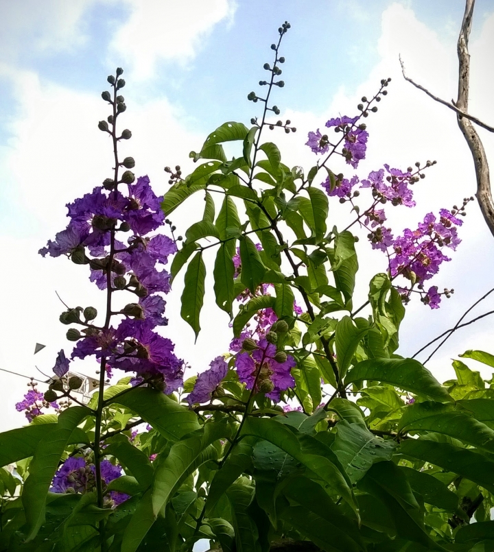 台南市東區裕和路 大花紫薇5月15號