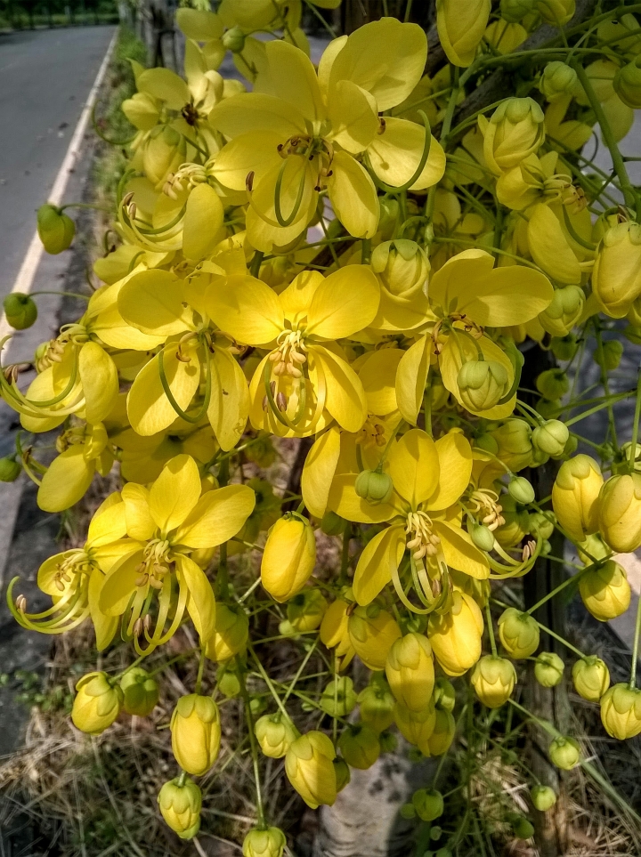 歸仁高鐵站  阿勃勒,鳳凰木,蓮花,花旗木5月8號