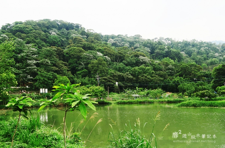 桃園大溪賞花一日遊~廣豐公園藍花楹百合 十一指古道油桐花 玫瑰山谷 湳溝客家麵  小玲冰果室