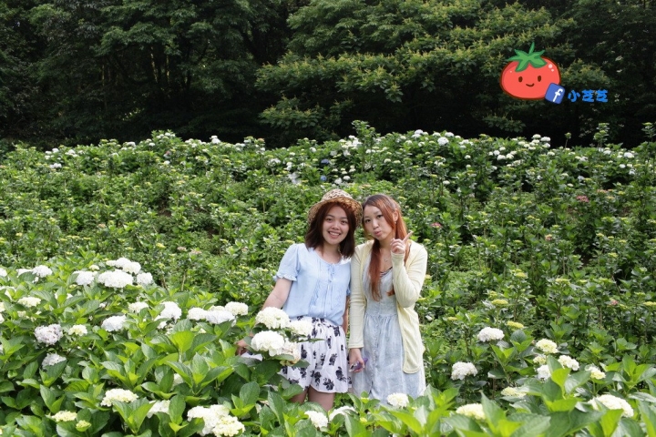 【台北景點】2016.5.15花況 陽明山秘境 高家繡球花園 竹子湖 水車寮步道 近湖田國小