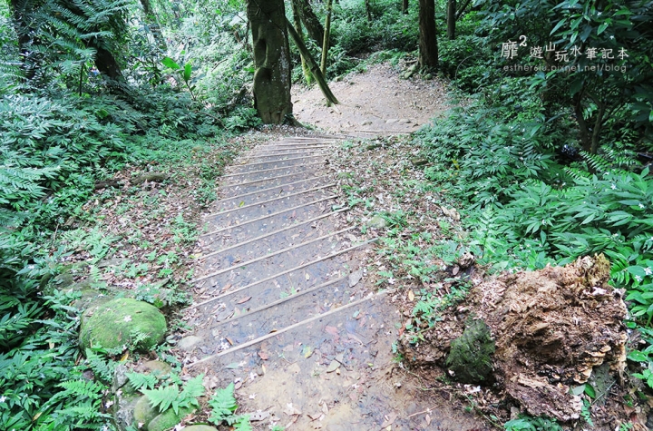 桃園大溪賞花一日遊~廣豐公園藍花楹百合 十一指古道油桐花 玫瑰山谷 湳溝客家麵  小玲冰果室