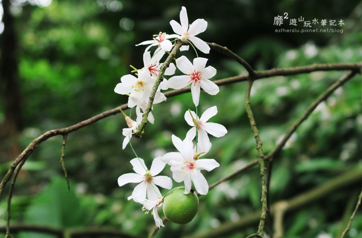 桃園大溪賞花一日遊~廣豐公園藍花楹百合 十一指古道油桐花 玫瑰山谷 湳溝客家麵  小玲冰果室