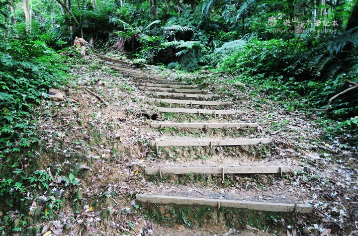 桃園大溪賞花一日遊~廣豐公園藍花楹百合 十一指古道油桐花 玫瑰山谷 湳溝客家麵  小玲冰果室
