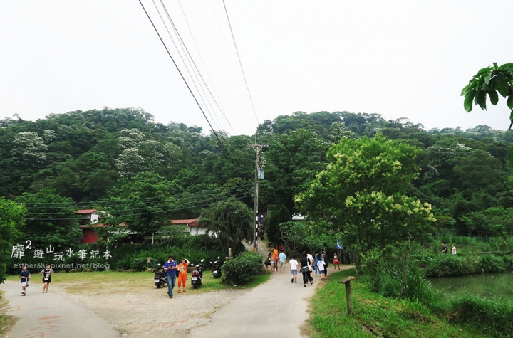 桃園大溪賞花一日遊~廣豐公園藍花楹百合 十一指古道油桐花 玫瑰山谷 湳溝客家麵  小玲冰果室