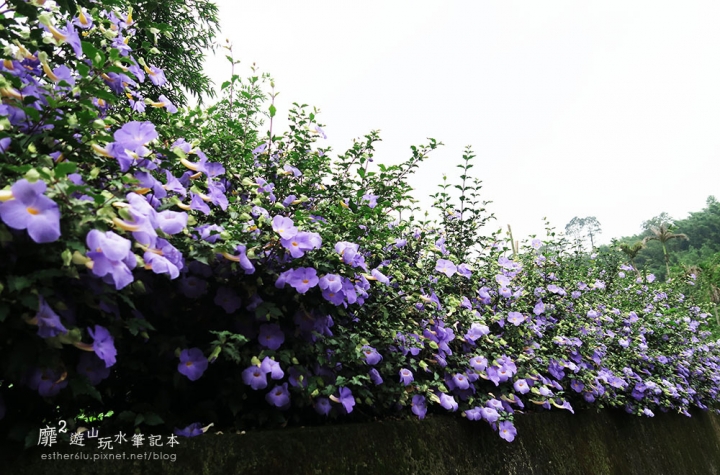 桃園大溪賞花一日遊~廣豐公園藍花楹百合 十一指古道油桐花 玫瑰山谷 湳溝客家麵  小玲冰果室