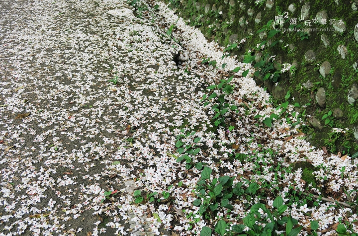 桃園大溪賞花一日遊~廣豐公園藍花楹百合 十一指古道油桐花 玫瑰山谷 湳溝客家麵  小玲冰果室