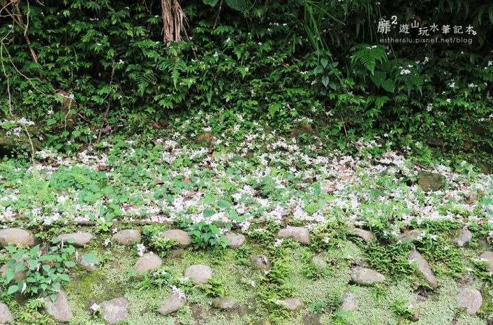 桃園大溪賞花一日遊~廣豐公園藍花楹百合 十一指古道油桐花 玫瑰山谷 湳溝客家麵  小玲冰果室