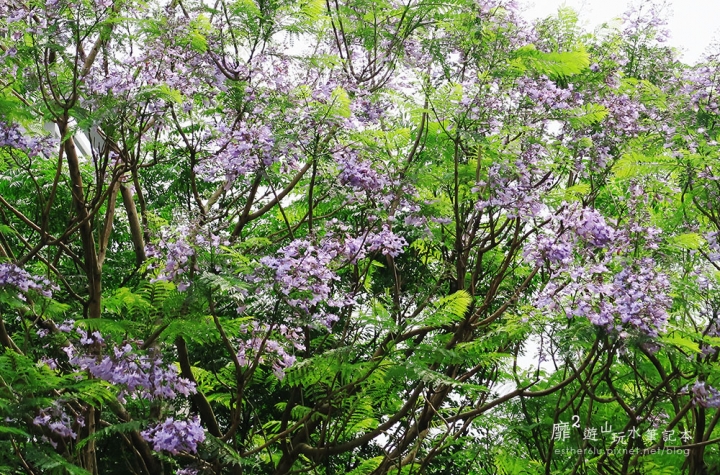 桃園大溪賞花一日遊~廣豐公園藍花楹百合 十一指古道油桐花 玫瑰山谷 湳溝客家麵  小玲冰果室