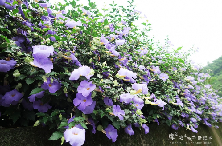 桃園大溪賞花一日遊~廣豐公園藍花楹百合 十一指古道油桐花 玫瑰山谷 湳溝客家麵  小玲冰果室
