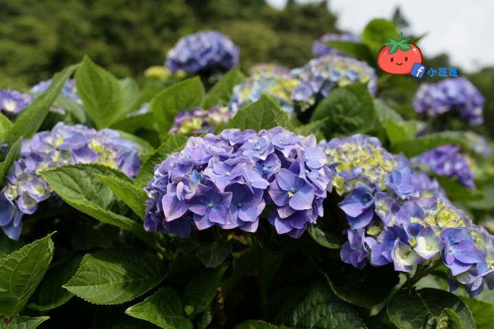 【台北景點】2016.5.15花況 陽明山秘境 高家繡球花園 竹子湖 水車寮步道 近湖田國小