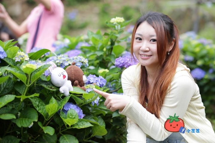 【台北景點】2016.5.15花況 陽明山秘境 高家繡球花園 竹子湖 水車寮步道 近湖田國小