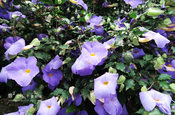 桃園大溪賞花一日遊~廣豐公園藍花楹百合 十一指古道油桐花 玫瑰山谷 湳溝客家麵  小玲冰果室