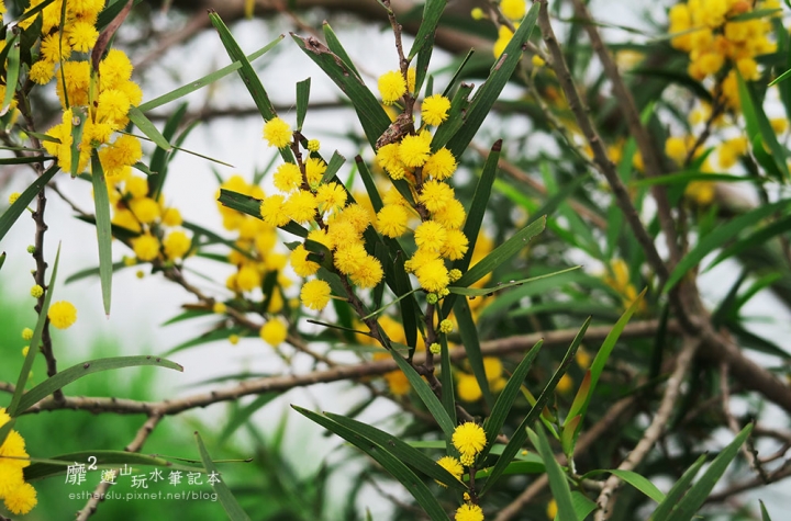 桃園大溪賞花一日遊~廣豐公園藍花楹百合 十一指古道油桐花 玫瑰山谷 湳溝客家麵  小玲冰果室