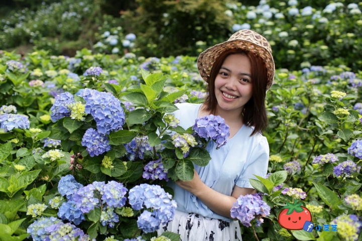 【台北景點】2016.5.15花況 陽明山秘境 高家繡球花園 竹子湖 水車寮步道 近湖田國小