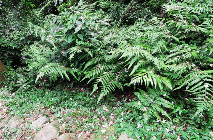 桃園大溪賞花一日遊~廣豐公園藍花楹百合 十一指古道油桐花 玫瑰山谷 湳溝客家麵  小玲冰果室